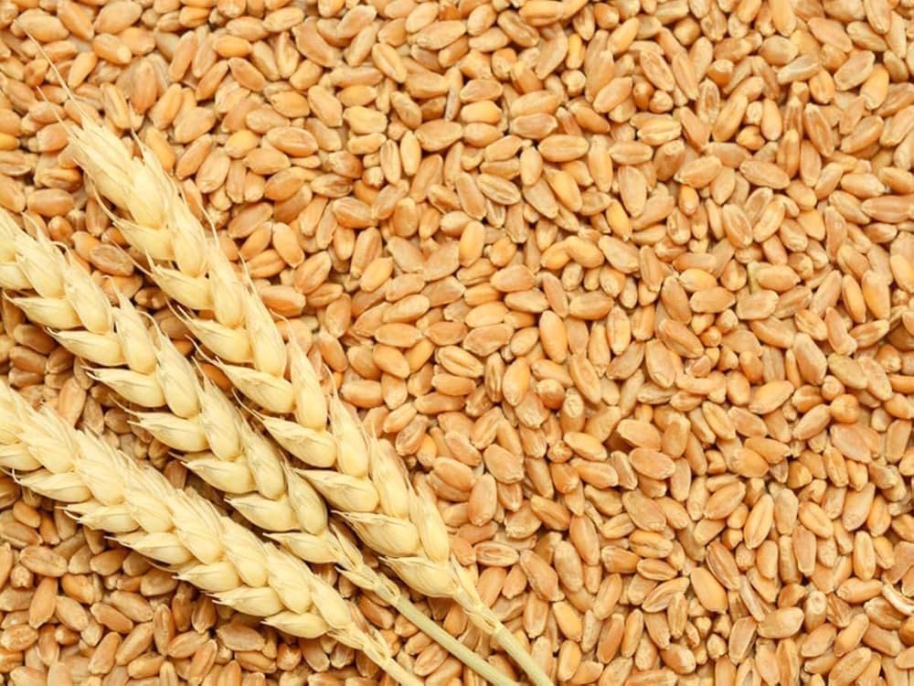 Grain Seeds Market