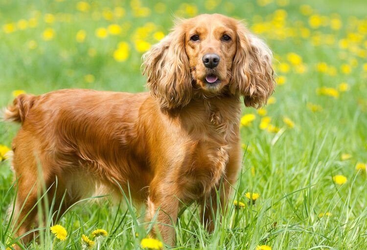 Cocker Spaniel Breeders in Ohio