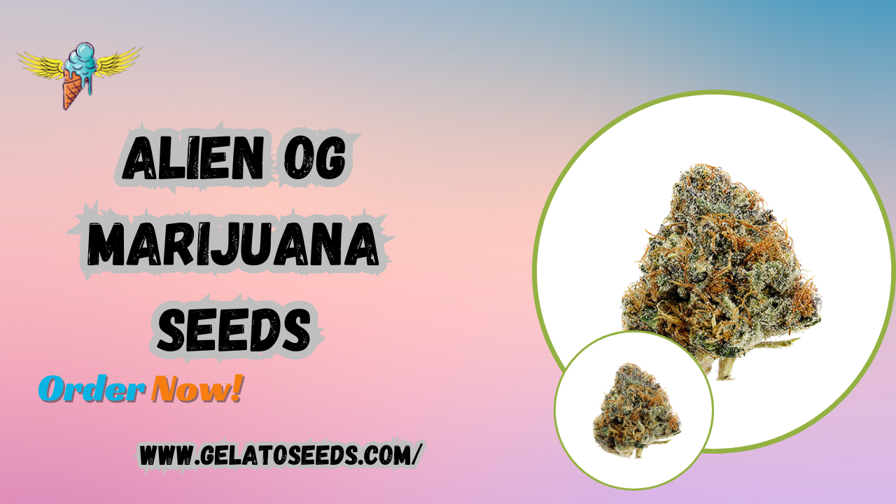 Alien OG Marijuana Seeds