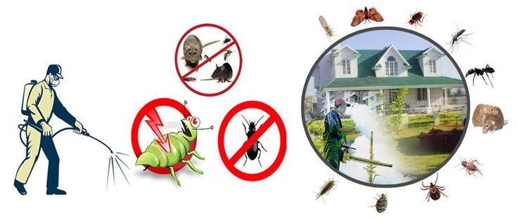 Reliable Pest Control and Bed Bug Treatment Services