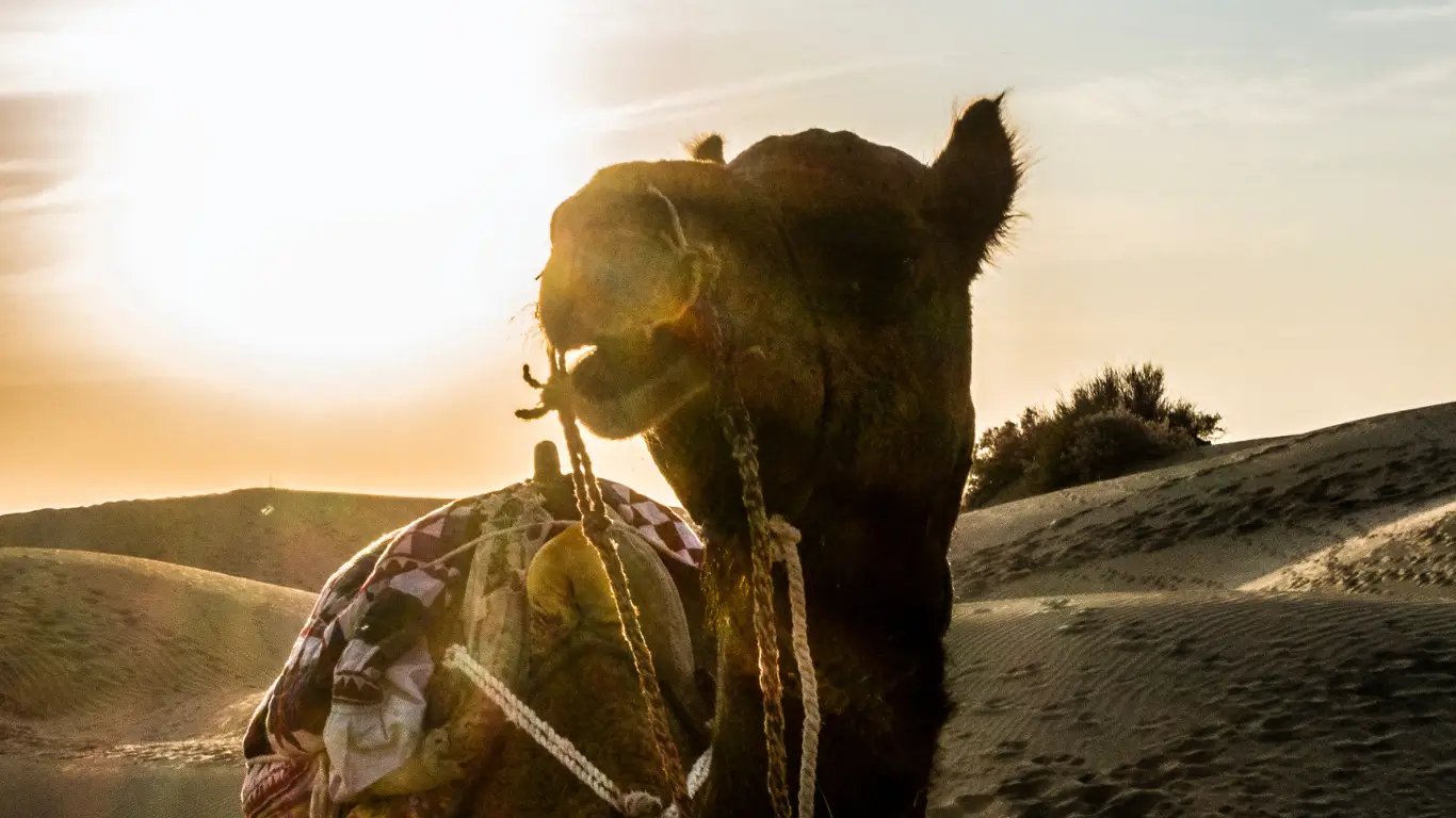 Dubai Desert Safari with Camel Ride