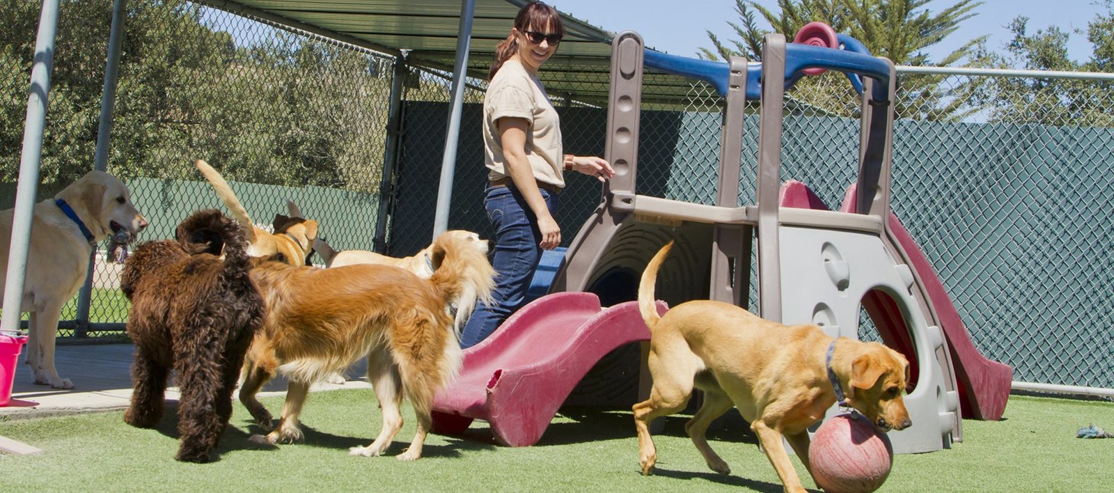 Why Choose London Dog Club for Dog Boarding in West & South West London?