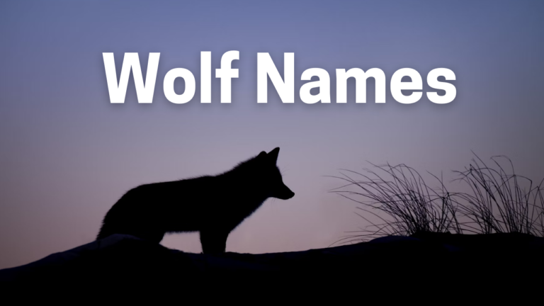 Wolf Names